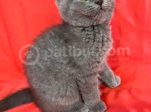 Britishshorthair Scottishfold görsel
