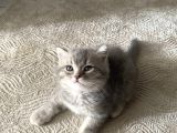2 Aylık Yavru British Shorthair Gri Safkan