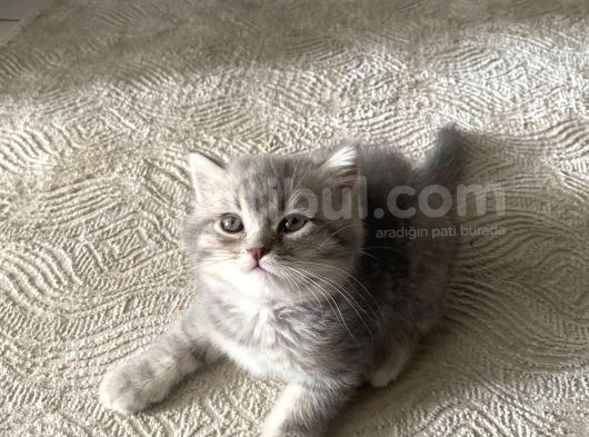 2 Aylık Yavru British Shorthair Gri Safkan görsel