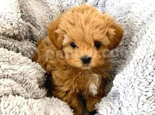 Kıpkırmızı Red Tooy Poodle Sevimli Yavrular  görsel