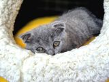 Britishshorthair Scottishfold