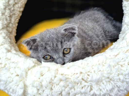 Britishshorthair Scottishfold görsel
