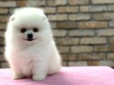 Mini Boy dişi pomerian boo yavrumuz