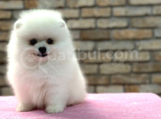 Mini Boy Dişi Pomerian Boo Yavrumuz