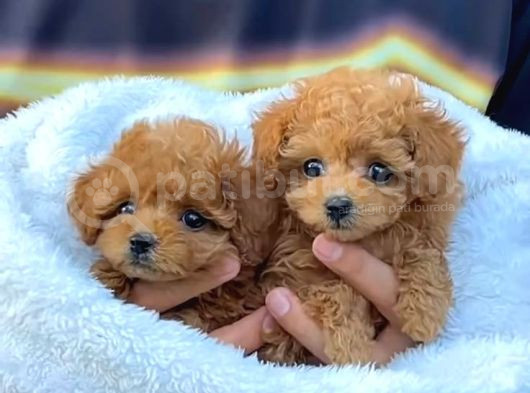 Kıpkırmızı Red Tooy Poodle Sevimli Yavrular 