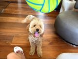 Poodle 8 Aylık Erkek