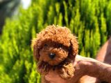 Orijinal Kore Kan Poodle Dan Toy Poodle