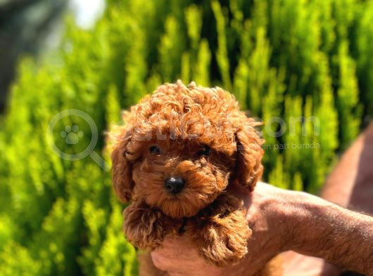 Orijinal Kore Kan Poodle Dan Toy Poodle görsel