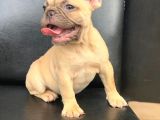 ORJİNAL BLUE FAWN DİŞİ VE ERKEK FRENCH BULLDOG YAVRULAR