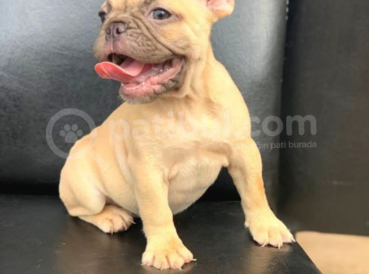 Orji̇nal Blue Fawn Di̇şi̇ Ve Erkek French Bulldog Yavrular