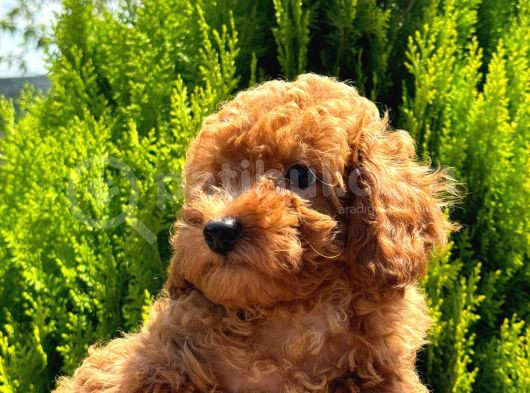 Orijinal Kore Kan Poodle Dan Toy Poodle görsel