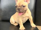 Orji̇nal Blue Fawn Di̇şi̇ Ve Erkek French Bulldog Yavrular