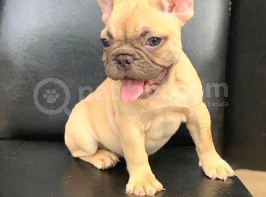 Orji̇nal Blue Fawn Di̇şi̇ Ve Erkek French Bulldog Yavrular görsel