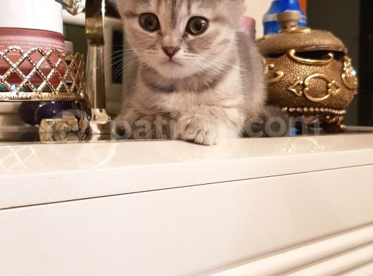 Red Point Blue Point 2 Aylık Minikler görsel