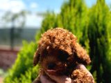 Kore Kan Toy Poodle