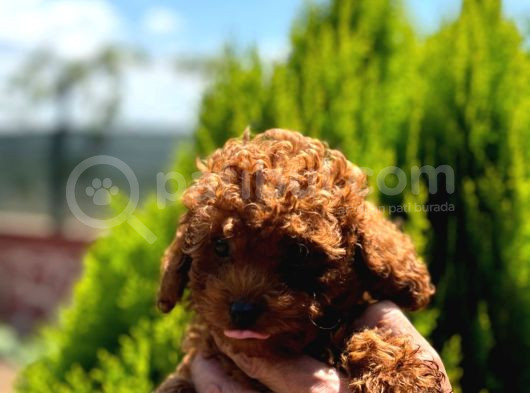 Kore Kan Toy Poodle görsel
