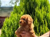 Orijinal Kore Kan Poodle Dan Toy Poodle