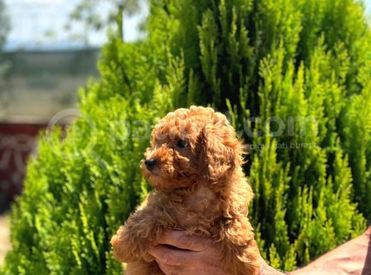 Orijinal Kore Kan Poodle Dan Toy Poodle görsel