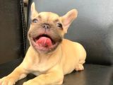 Orji̇nal Blue Fawn Di̇şi̇ Ve Erkek French Bulldog Yavrular