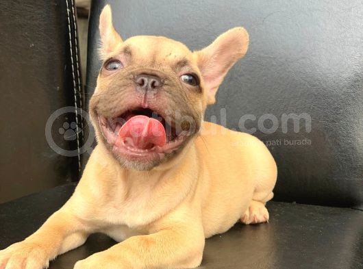 Orji̇nal Blue Fawn Di̇şi̇ Ve Erkek French Bulldog Yavrular görsel