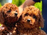Kore Kan Toy Poodle