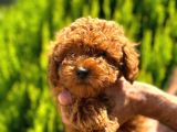 Orijinal Kore Kan Poodle Dan Toy Poodle