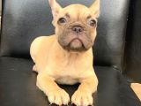 Orji̇nal Blue Fawn Di̇şi̇ Ve Erkek French Bulldog Yavrular