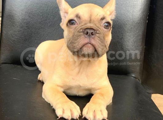 Orji̇nal Blue Fawn Di̇şi̇ Ve Erkek French Bulldog Yavrular görsel