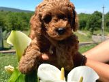 Anne Altindan Toy Poodle