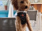 Poodle 8 Aylık Erkek