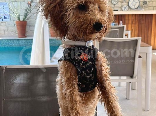 Poodle 8 Aylık Erkek görsel
