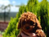 Kore Kan Toy Poodle