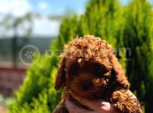 Kore Kan Toy Poodle görsel