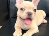 CREAM PLATİN ERKEK FRENCH BULLDOG