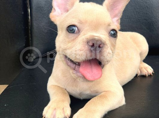 Cream Plati̇n Erkek French Bulldog