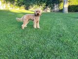Poodle 8 Aylık Erkek