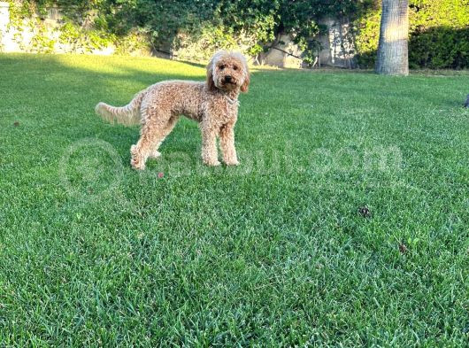 Poodle 8 Aylık Erkek görsel
