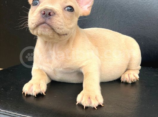 Cream Plati̇n Erkek French Bulldog görsel