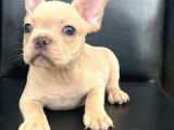 Cream Plati̇n Erkek French Bulldog