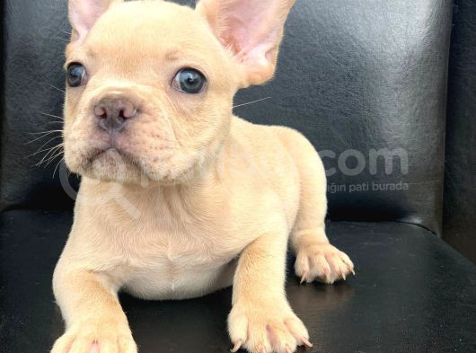 Cream Plati̇n Erkek French Bulldog görsel