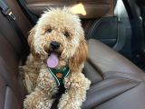 Poodle 8 aylık erkek