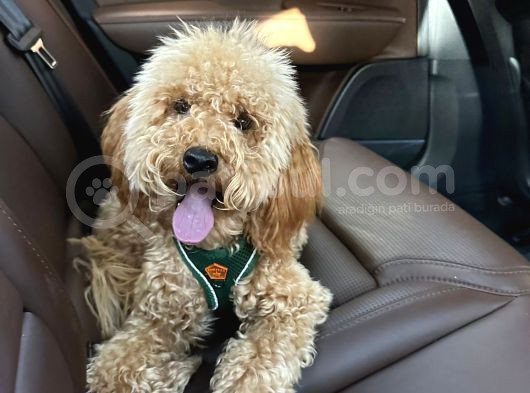 Poodle 8 Aylık Erkek