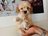Kahve tonlu mini boy puppy sevimli yavrular MALTİPO CİNSİ 