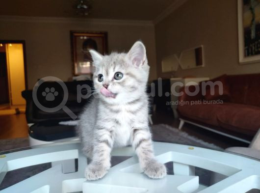 Red Point Blue Point 2 Aylık Minikler görsel