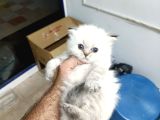 4 Adet British Shorthair Ve Longhair Yavrular