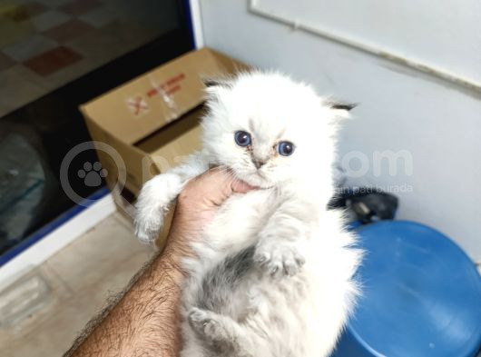 4 Adet British Shorthair Ve Longhair Yavrular görsel
