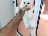 4 Adet British Shorthair Ve Longhair Yavrular
