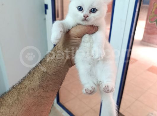 4 Adet British Shorthair Ve Longhair Yavrular görsel