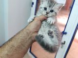 4 Adet British Shorthair Ve Longhair Yavrular