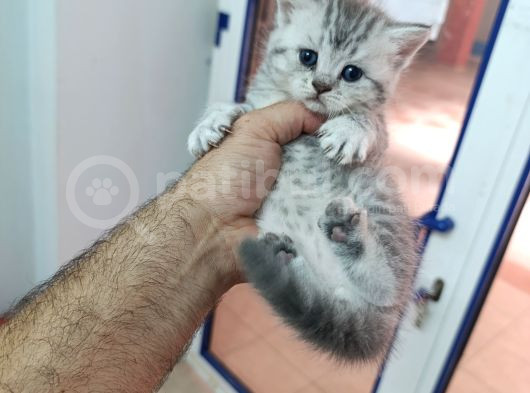 4 Adet British Shorthair Ve Longhair Yavrular görsel